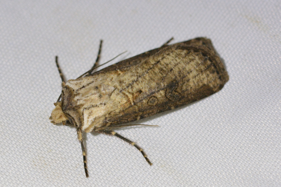 Agrotis clavis - zömök földibagoly