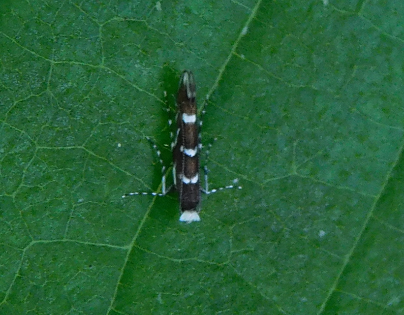 Parectopa robiniella - akáclevél-hólyagosmoly
