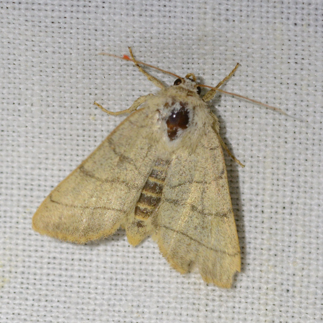 Charanyca trigrammica - háromsávos lombbagoly