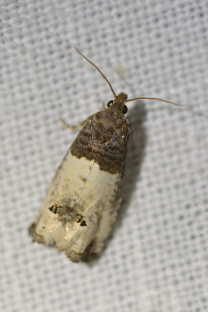 Notocelia roborana - rózsarügy-tükrösmoly