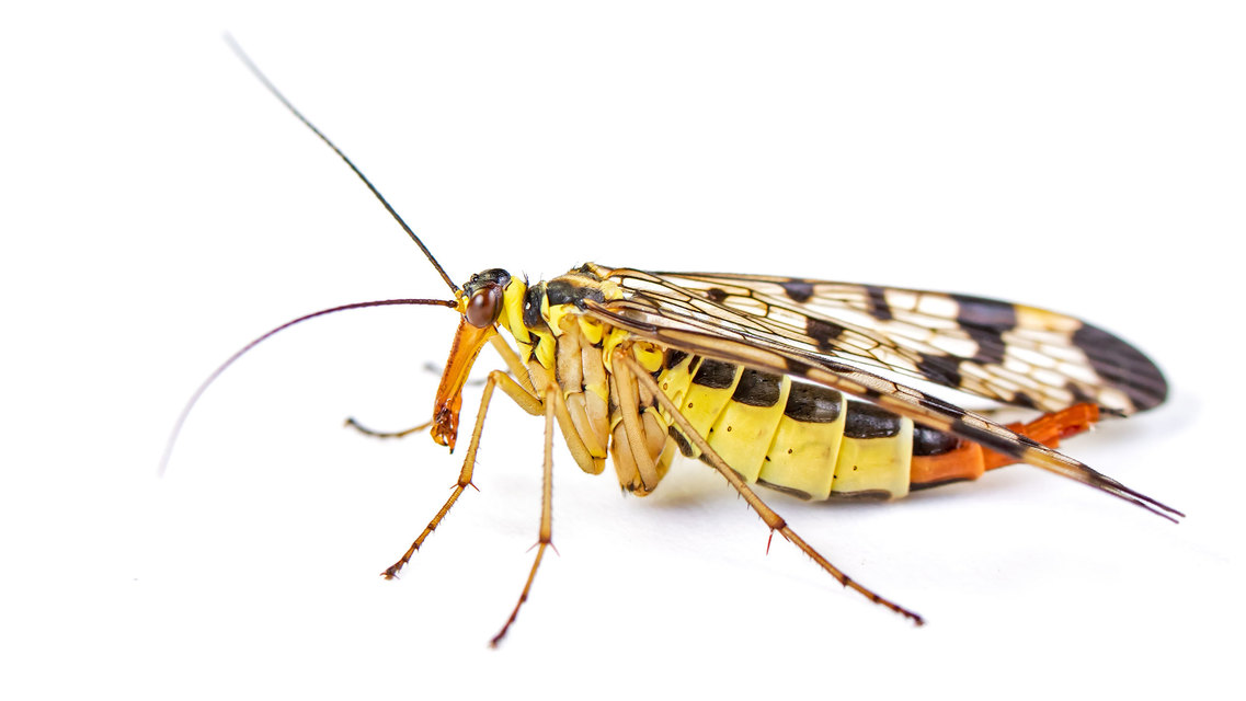 Panorpa communis/vulgaris