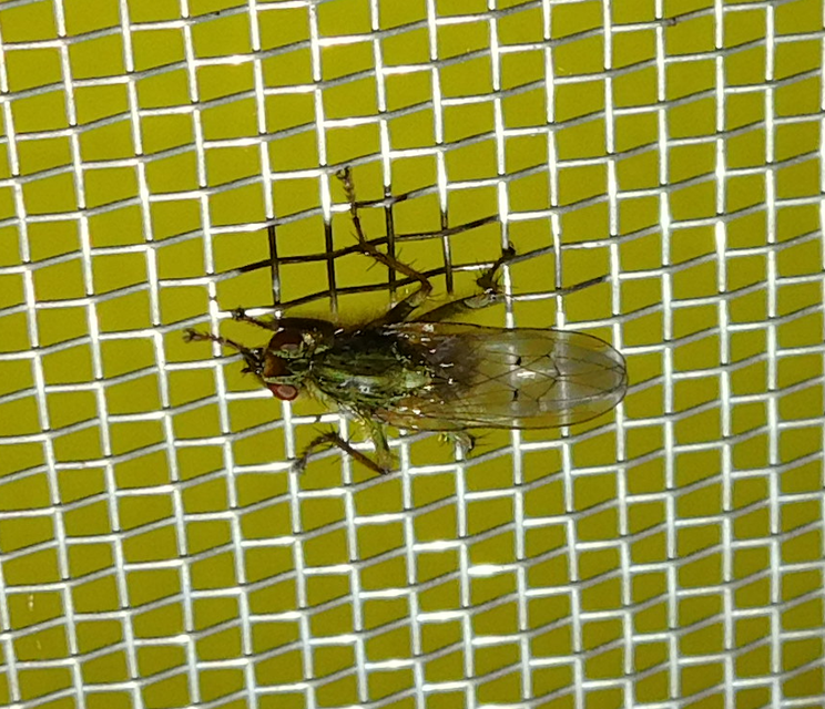 Scathophaga stercoraria - közönséges trágyalégy