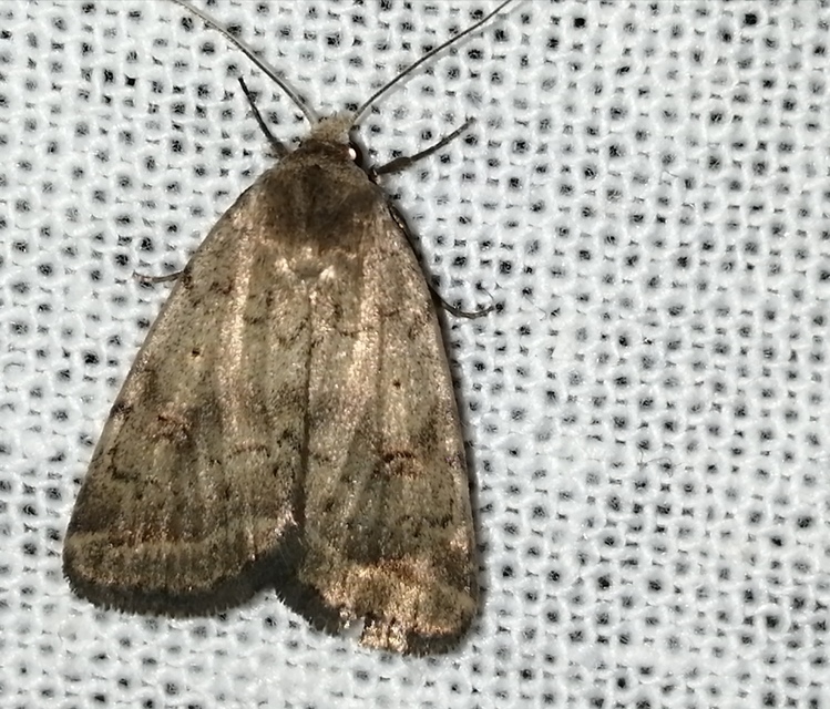 Athetis gluteosa - nyugtalan lápibagoly