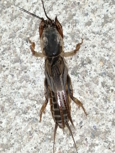 Gryllotalpa