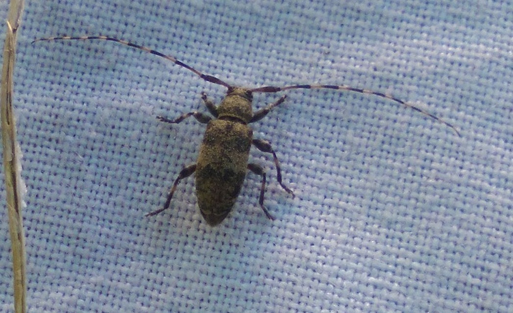 Leiopus nebulosus - öves gesztcincér