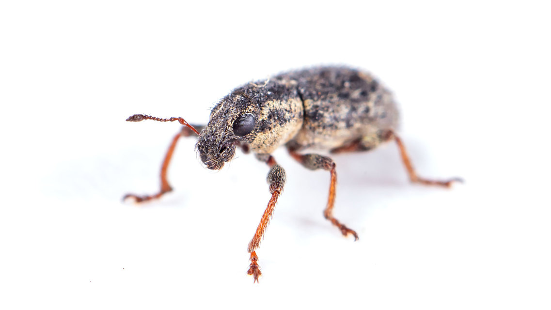 Sitona hispidulus - szőrös csipkézőbogár