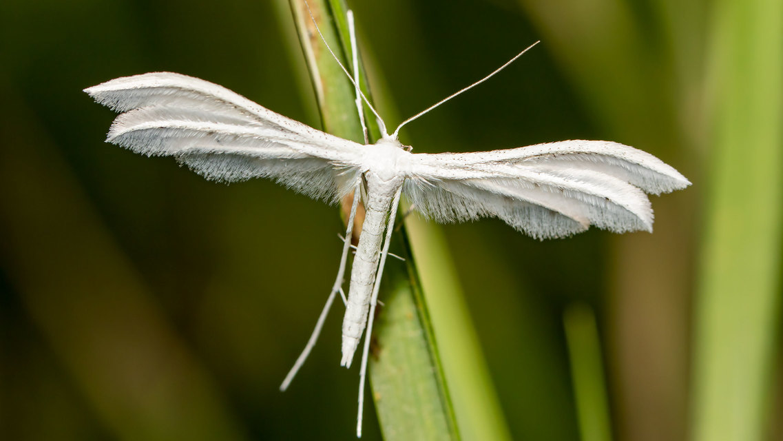 Pterophorus pentadactyla - fehér tollasmoly