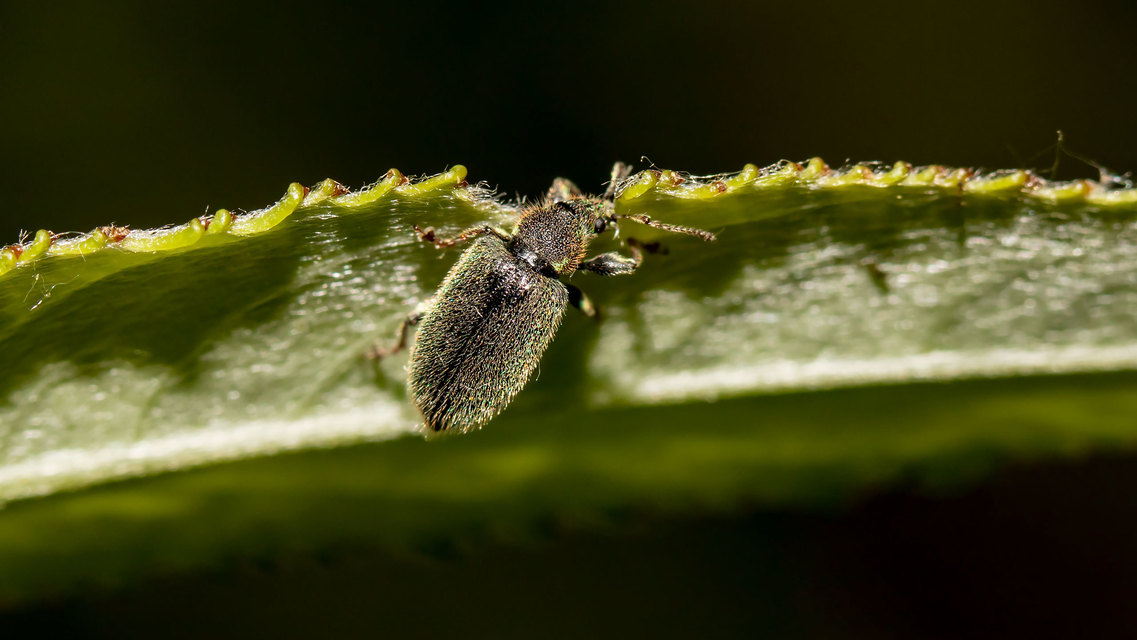 Phyllobius betulinus - változékony levélormányos