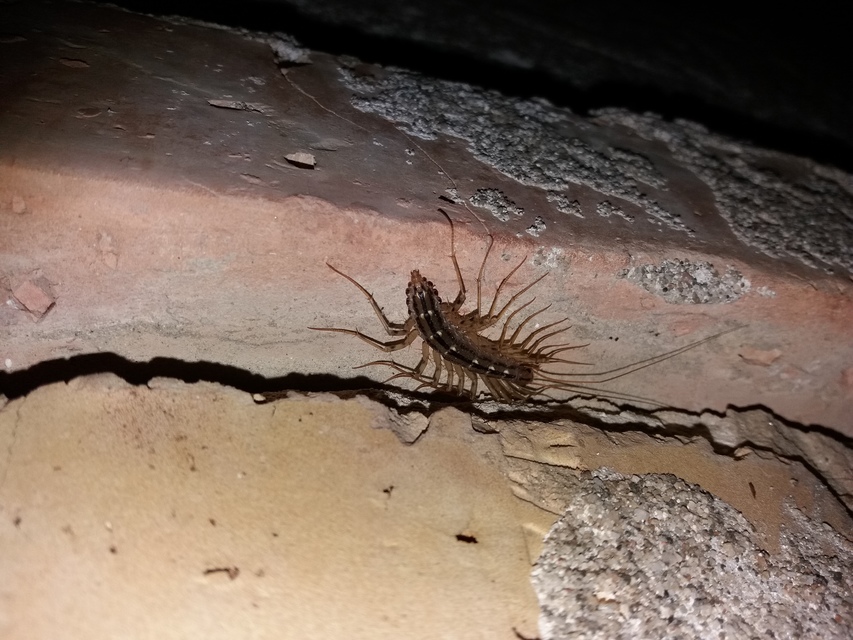 Scutigera coleoptrata - légyölő pókszázlábú