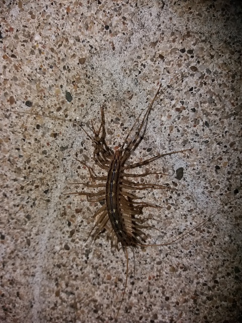 Scutigera coleoptrata - légyölő pókszázlábú