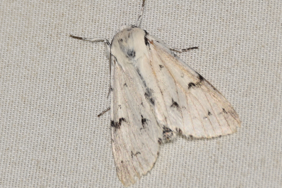 Acronicta leporina - fehér szigonyosbagoly