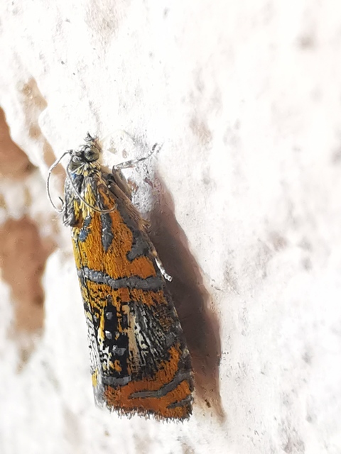 Olethreutes arcuella - avarevő tükrösmoly