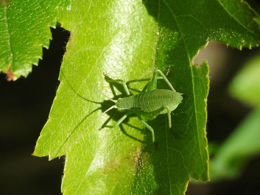 Isophya