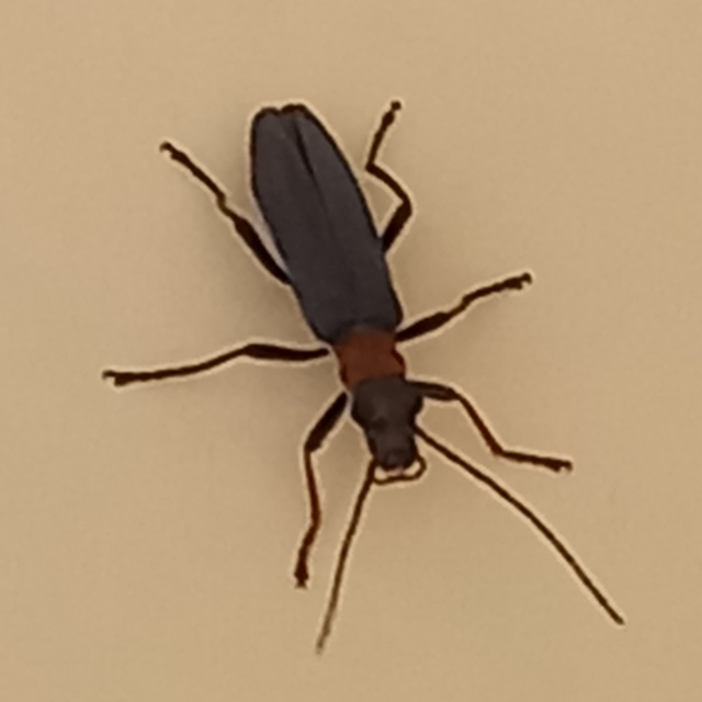 Oedemera croceicollis - pirostorú álcincér