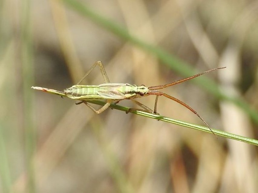 Leptopterna ferrugata - vastagcsápú mezeipoloska