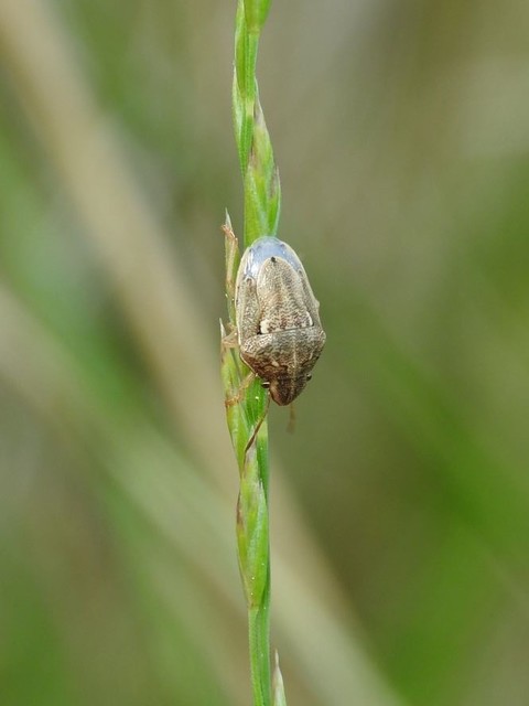 Neottiglossa leporina - sárgahasú címerespoloska Neottiglossa leporina - sárgahasú címerespoloska