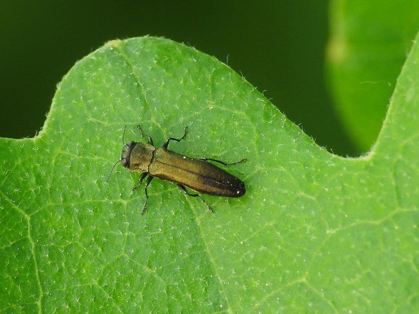 Agrilus angustulus - közönséges karcsúdíszbogár