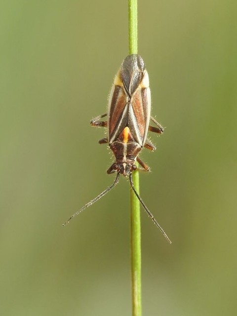 Horistus orientalis