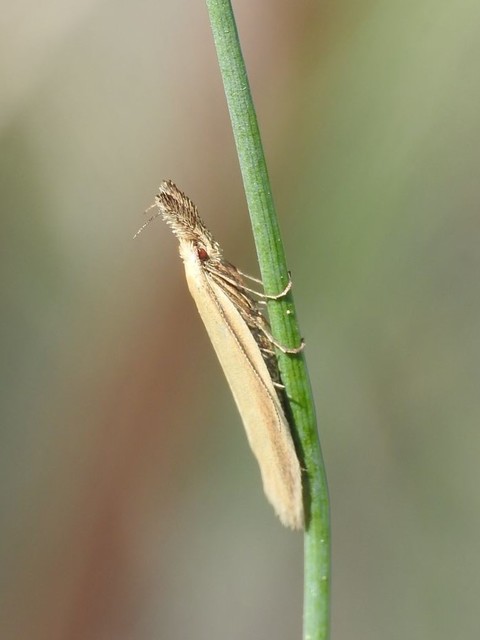 Pleurota