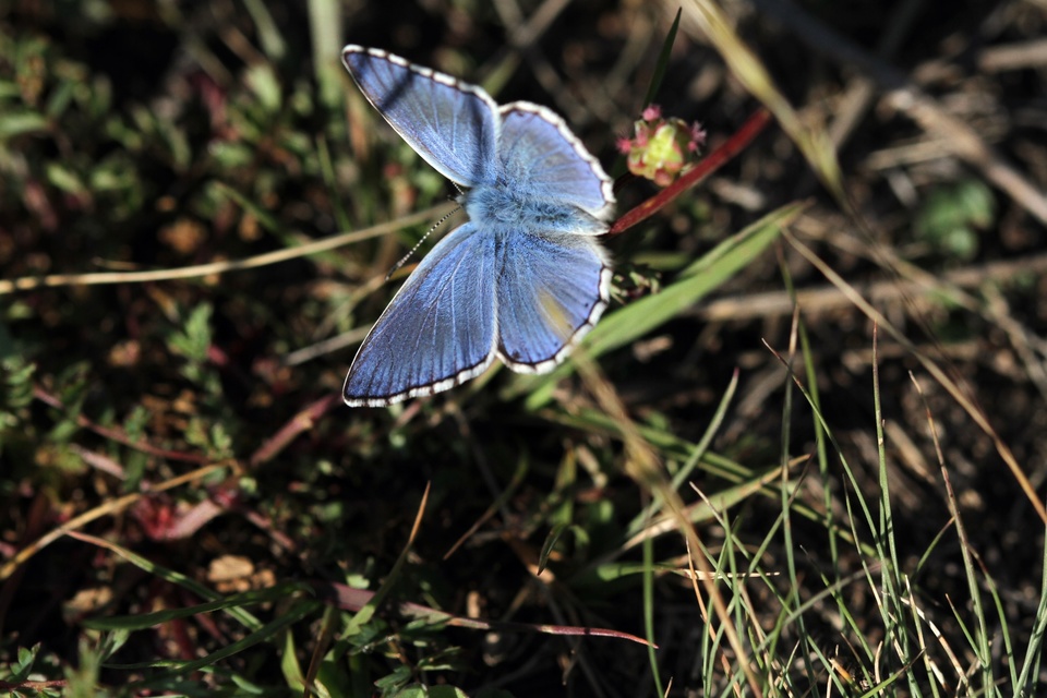Polyommatus bellargus - égszínű boglárka