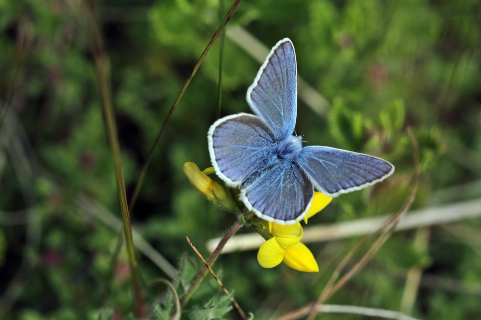 Polyommatus icarus - közönséges boglárka