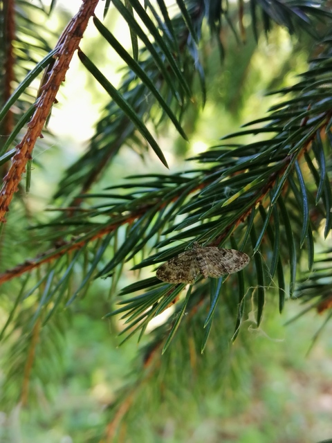Eupithecia tantillaria - feketegyűrűs törpearaszoló
