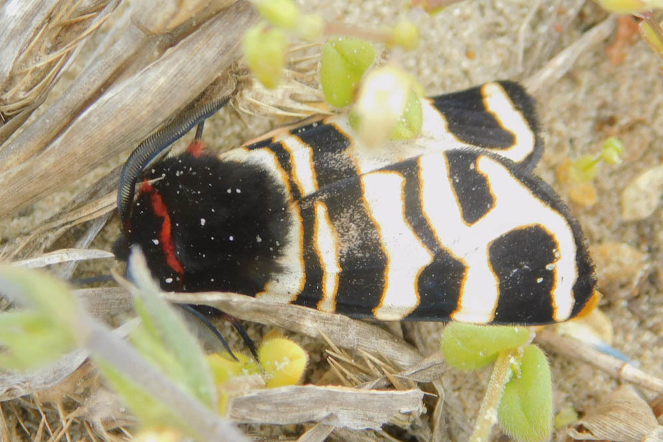 Arctia festiva - díszes medvelepke