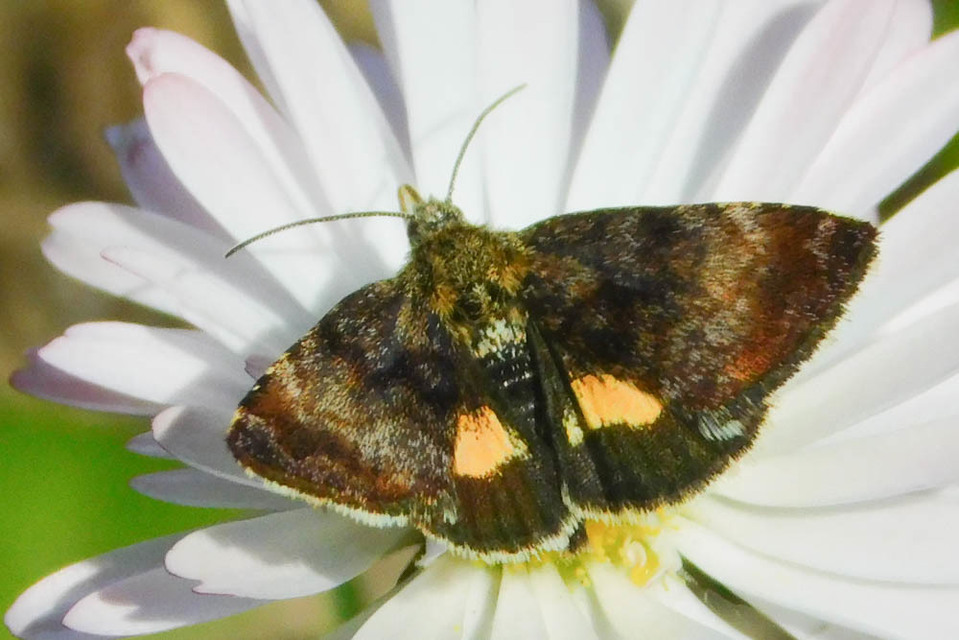 Panemeria tenebrata - apró sárgabagoly