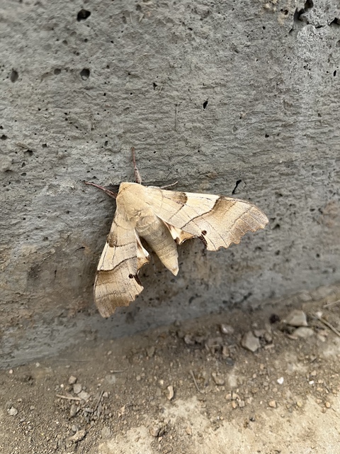 Marumba quercus - tölgyfaszender