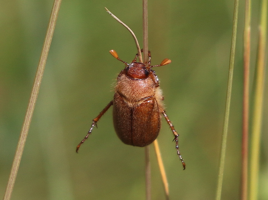 Amphimallon assimile - kis sárgacserebogár