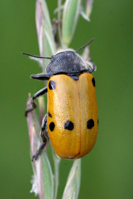 Lachnaia sexpunctata - szőrösnyakú zsákhordóbogár