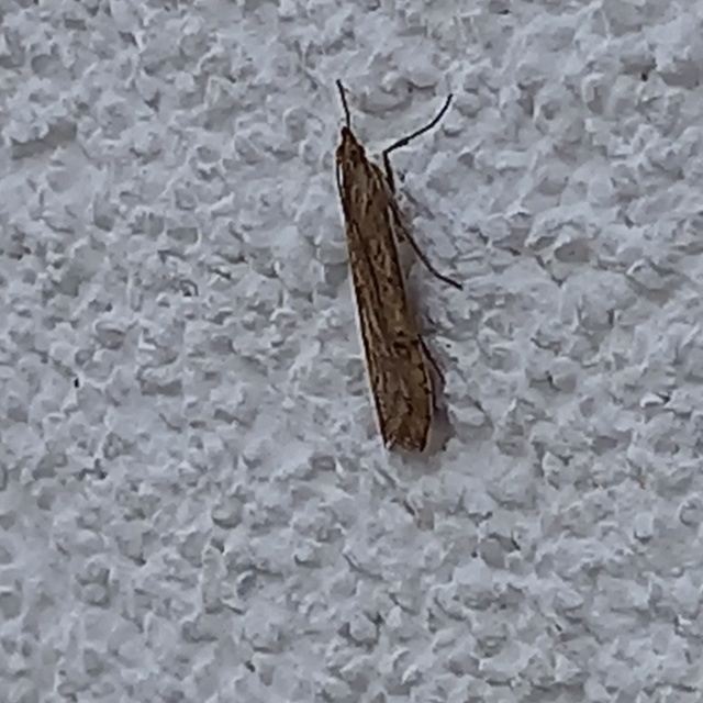 Nomophila noctuella - közönséges vándormoly
