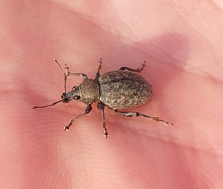 Otiorhynchus ligustici - vincellér-gyalogormányos