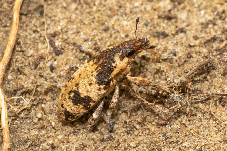 Bothynoderes affinis - sávos barkó