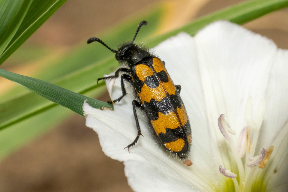 Hycleus tenerus - kis hólyaghúzó