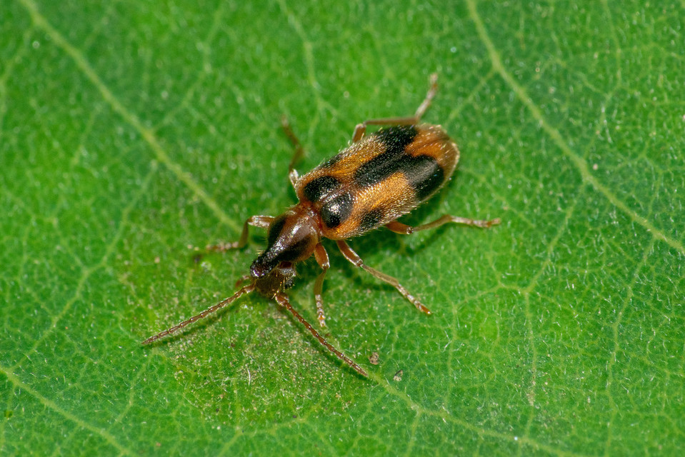 Notoxus monoceros - sárgahasú nyakszarvúbogár