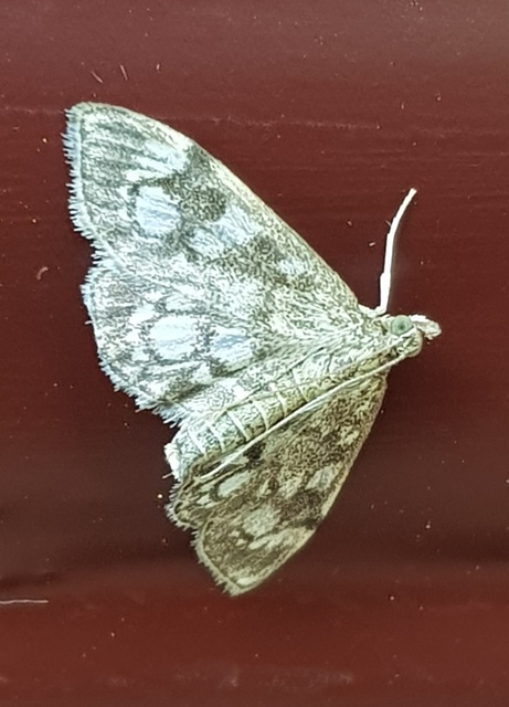 Anania coronata - koronás dudvamoly
