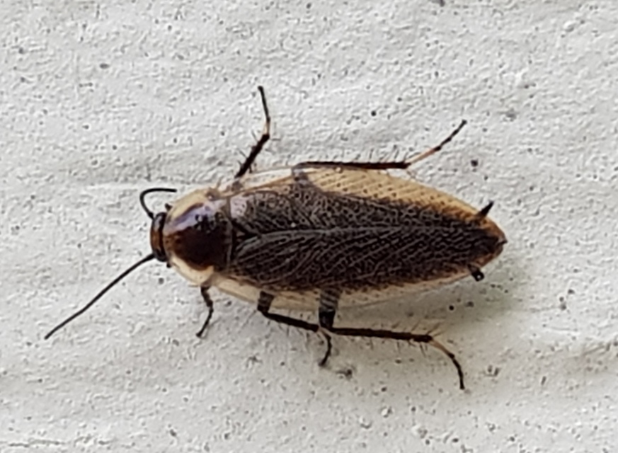Ectobius erythronotus - sárgatorú erdeicsótány