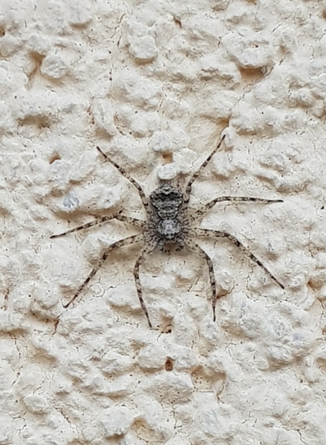 Philodromus poecilus - cifra karolópók