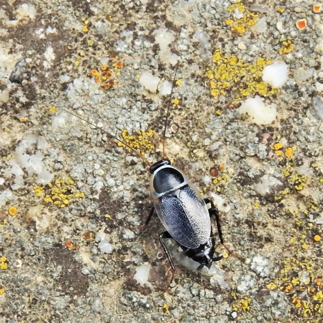 Phyllodromica megerlei - pontozott avarcsótány