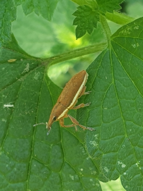 Lixus ochraceus - retek-dudvabarkó