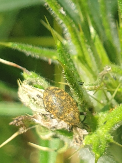 Larinus turbinatus - kúposorrú púderbarkó