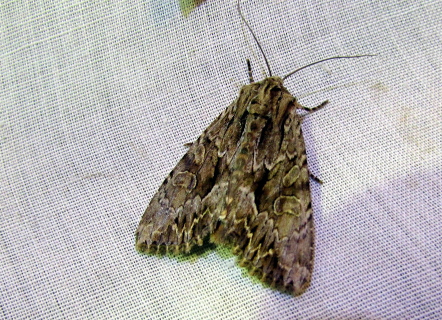 Apamea monoglypha - nagy dudvabagoly