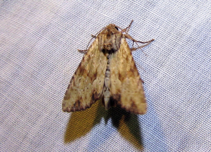 Apamea sublustris - sárgás dudvabagoly