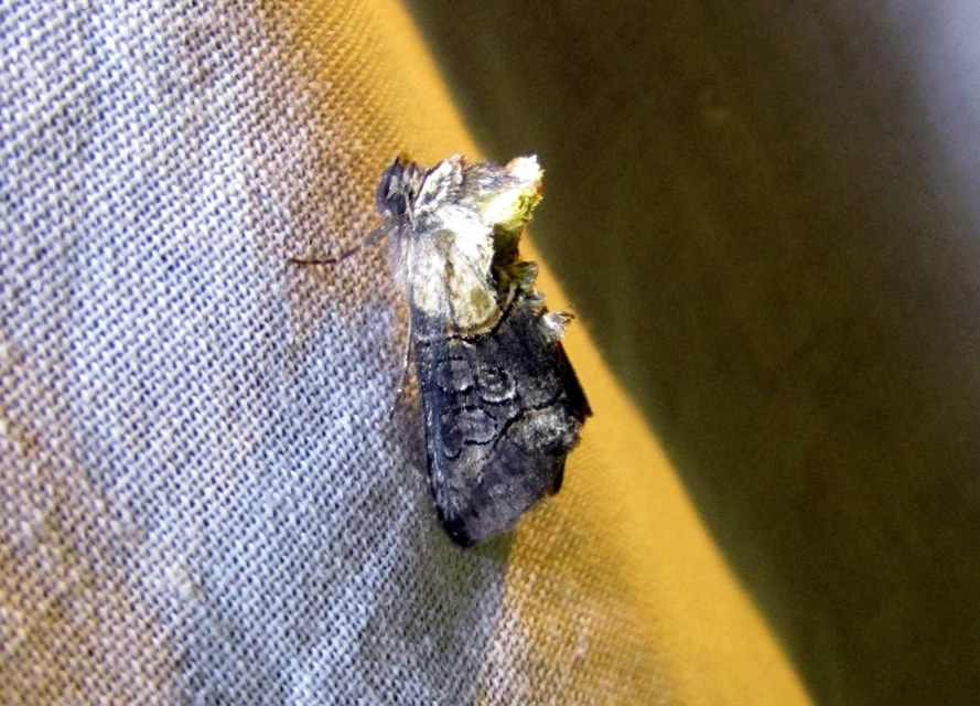 Abrostola asclepiadis - barnaövű csalánbagoly