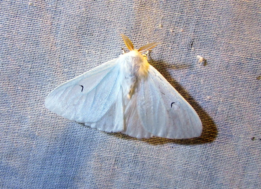 Arctornis l-nigrum - L-betűs gyapjaslepke