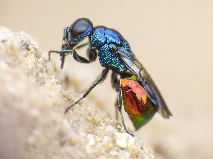 Omalus biaccinctus