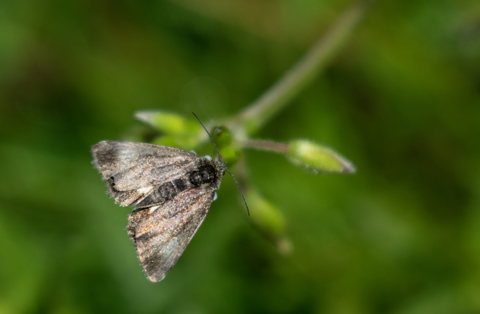 Panemeria tenebrata - apró sárgabagoly