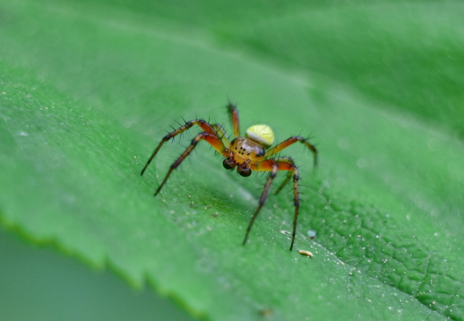 Araniella