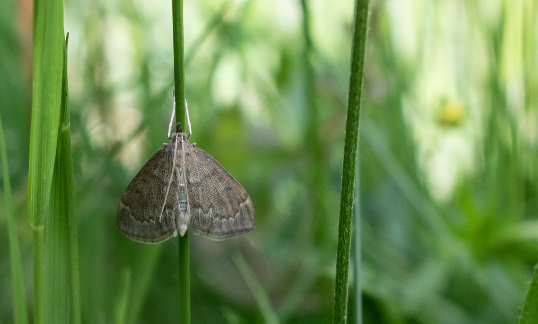 Anania fuscalis - szürke tűzmoly